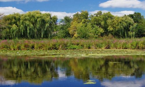 Zdjęcie USA / brak / Illinois / Chain O`Lakes State Park / jezioro Grass